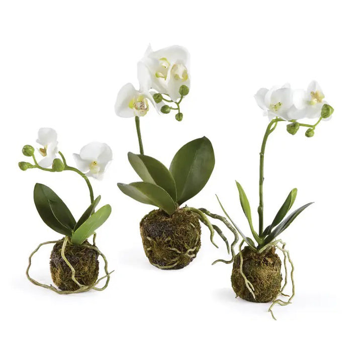 The PHALAENOPSIS ORCHID DROP IN by NAPA HOME AND GARDEN features three small white orchids with green leaves in moss balls, offering an elegant, no-maintenance decor piece perfect for any home interior.