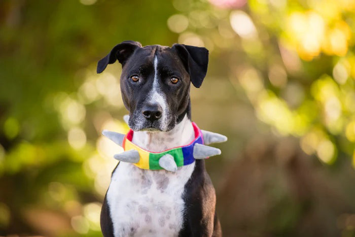 The PLAY PET LIFESTYLES SPIKED RAINBOW COLLAR (L) is a colorful, eco-friendly dog collar with rainbow stripes, soft gray plush spikes, and a black buckle clasp, shown against a white background. This machine-washable spiked plush collar offers easy care for pet owners.