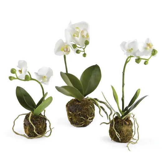 The PHALAENOPSIS ORCHID DROP IN by NAPA HOME AND GARDEN features three small white orchids with green leaves in moss balls, offering an elegant, no-maintenance decor piece perfect for any home interior.